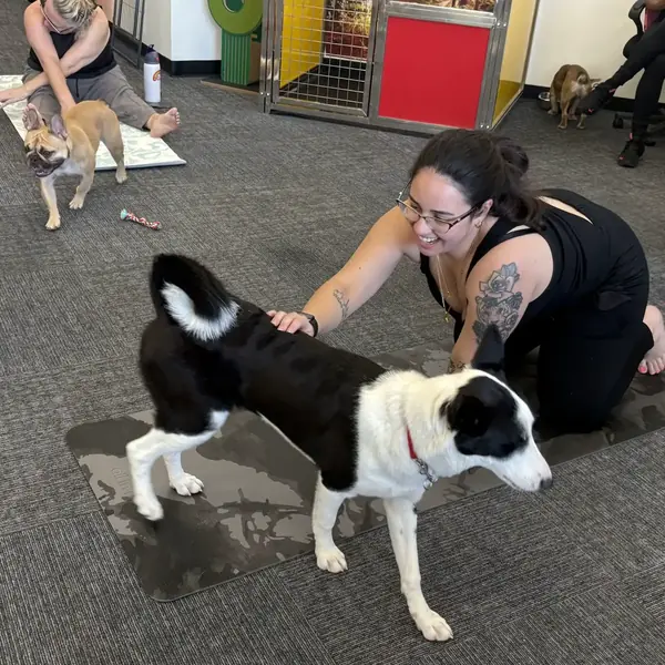 Puppy yoga event at K9 Rox Club Las Vegas